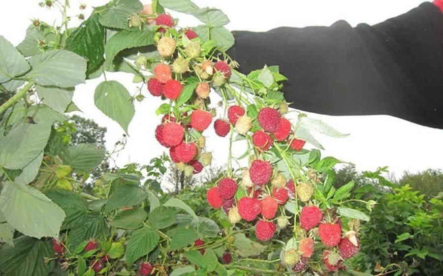 Кванза малина фото Саженцы малины кванза купить в Москве по цене от 590 рублей