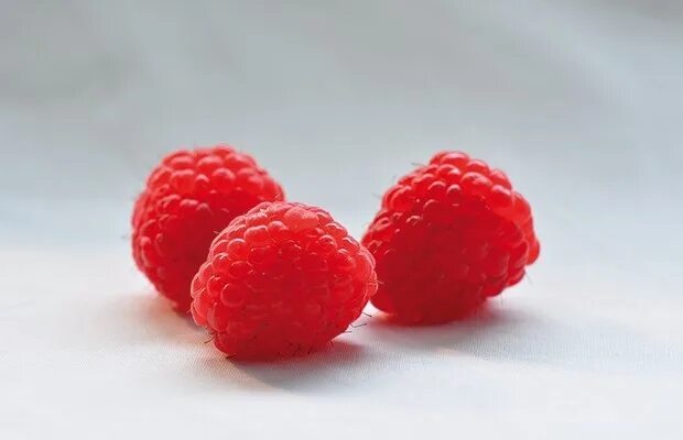 Кванза малина фото Kwanza( Advanced Berry Breeding.nl) - Pod Osłonami