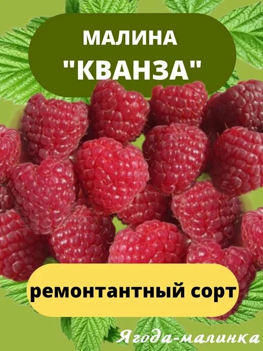 Кванза малина фото Кванза малина фото - Arhids.ru