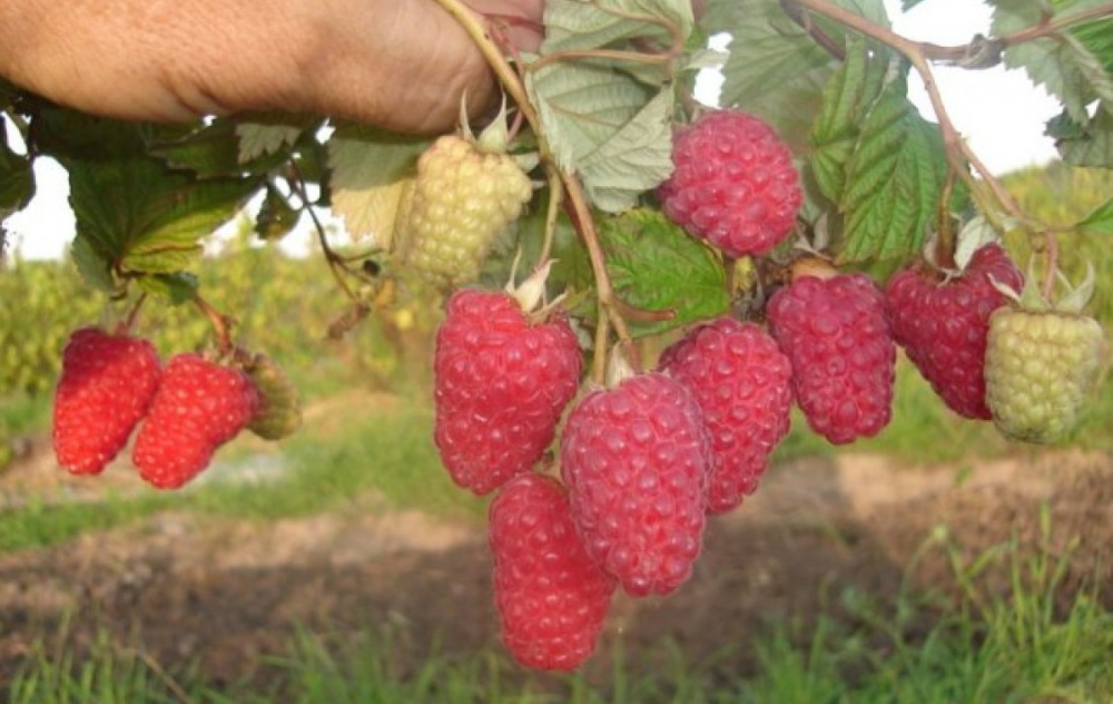 Кванза малина фото Удобрение для малины Энциклопедия домовладельца Strawberry, Fruit, Food