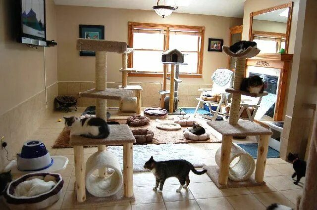 Квартира для кошек фото cat playroom Cat room, Cat enclosure, Cat hotel