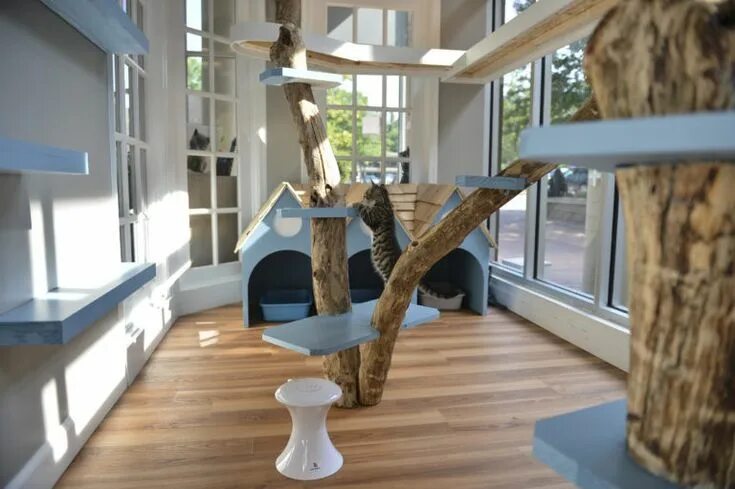 Квартира для кошек фото Just Cats Clinic in Reston, VA Gets Catified! * hauspanther Cat play rooms, Cat 