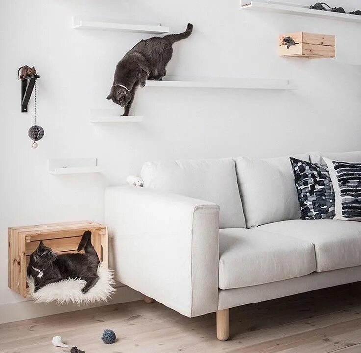 Квартира для кошек фото Shelves Diy cat shelves, Cat wall shelves, Cat shelves