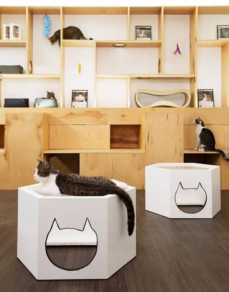 Квартира для кошек фото Pin on Мебель Cat cafe, Pet cafe, Cat hotel