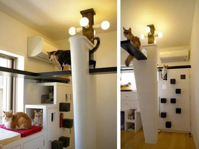 Квартира для кошек фото cat indoor room House, Houses in japan, Cat house