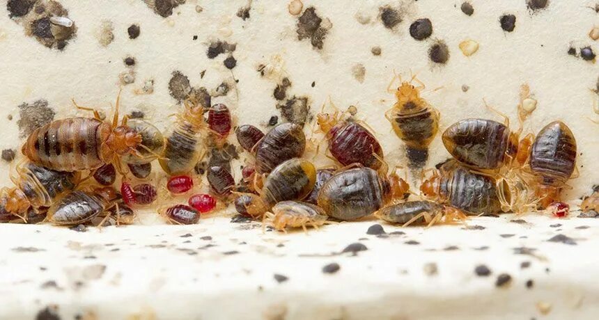 Квартирные клопы фото Even after bedbugs are eradicated, their waste lingers Science News Bed bugs, Be