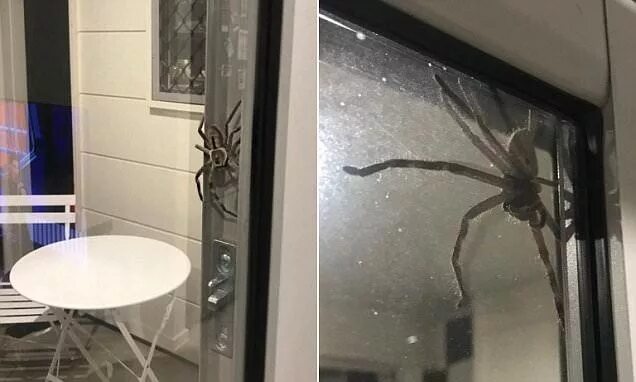 Квартирные пауки фото Is this the biggest spider EVER? Giant 'angry' huntsman called Aragog Huge spide