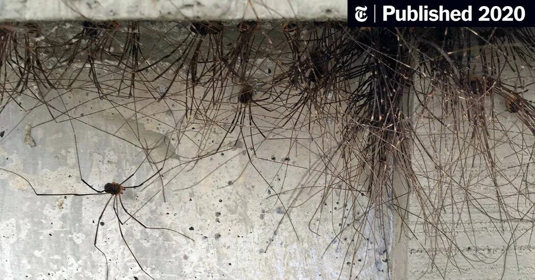 Квартирные пауки фото Did This Building Grow a Beard? Nope. Those Are Legs. - The New York Times