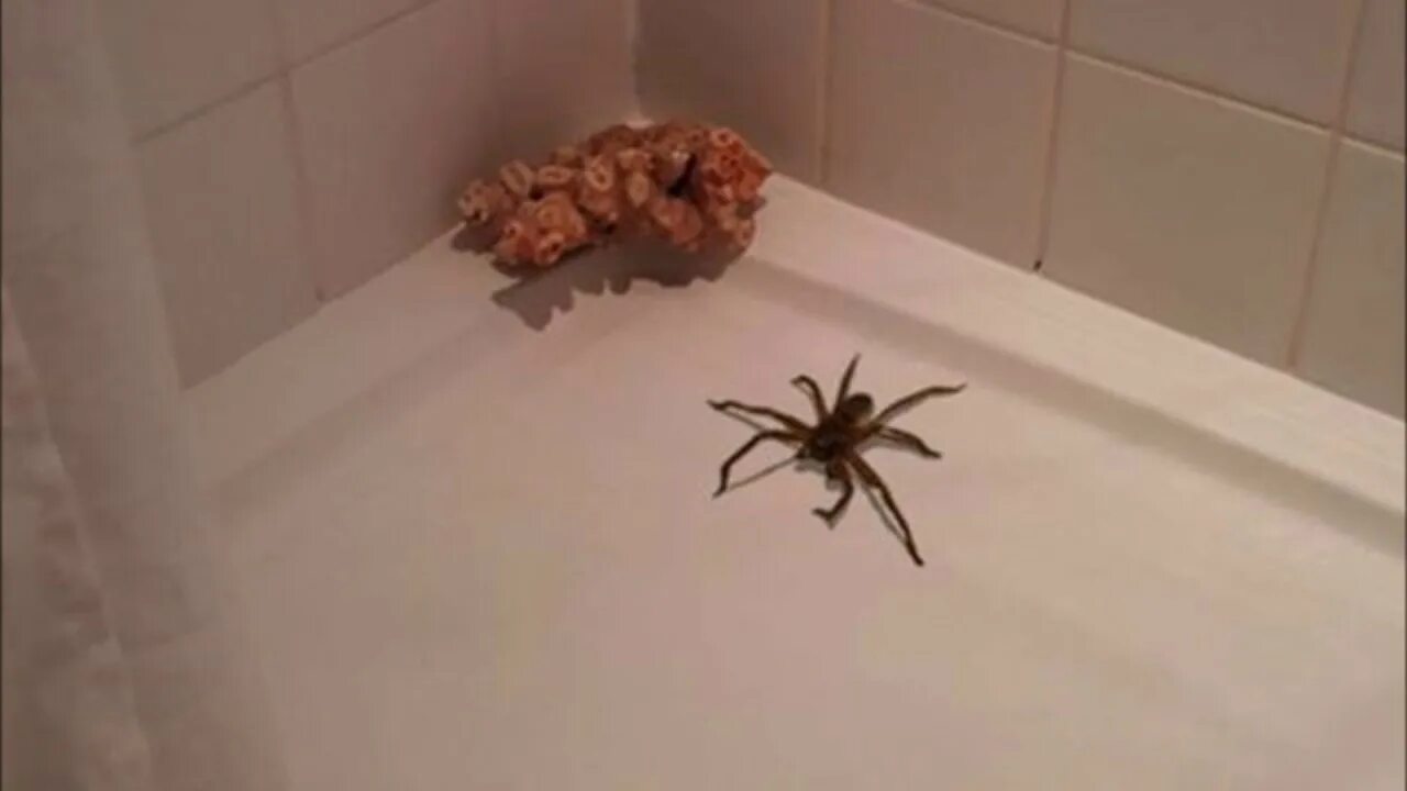 Квартирные пауки фото HUGE SPIDER IN THE BATHTUB! - YouTube