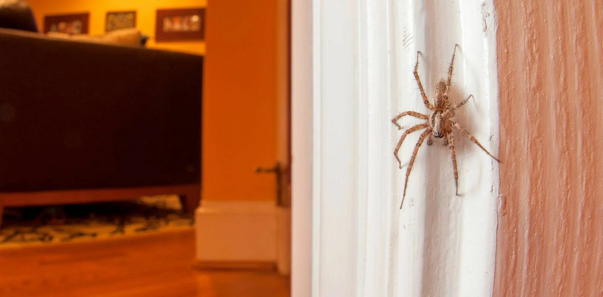 Квартирные пауки фото Spiders are a natural and healthy part of your home’s ecosystem.