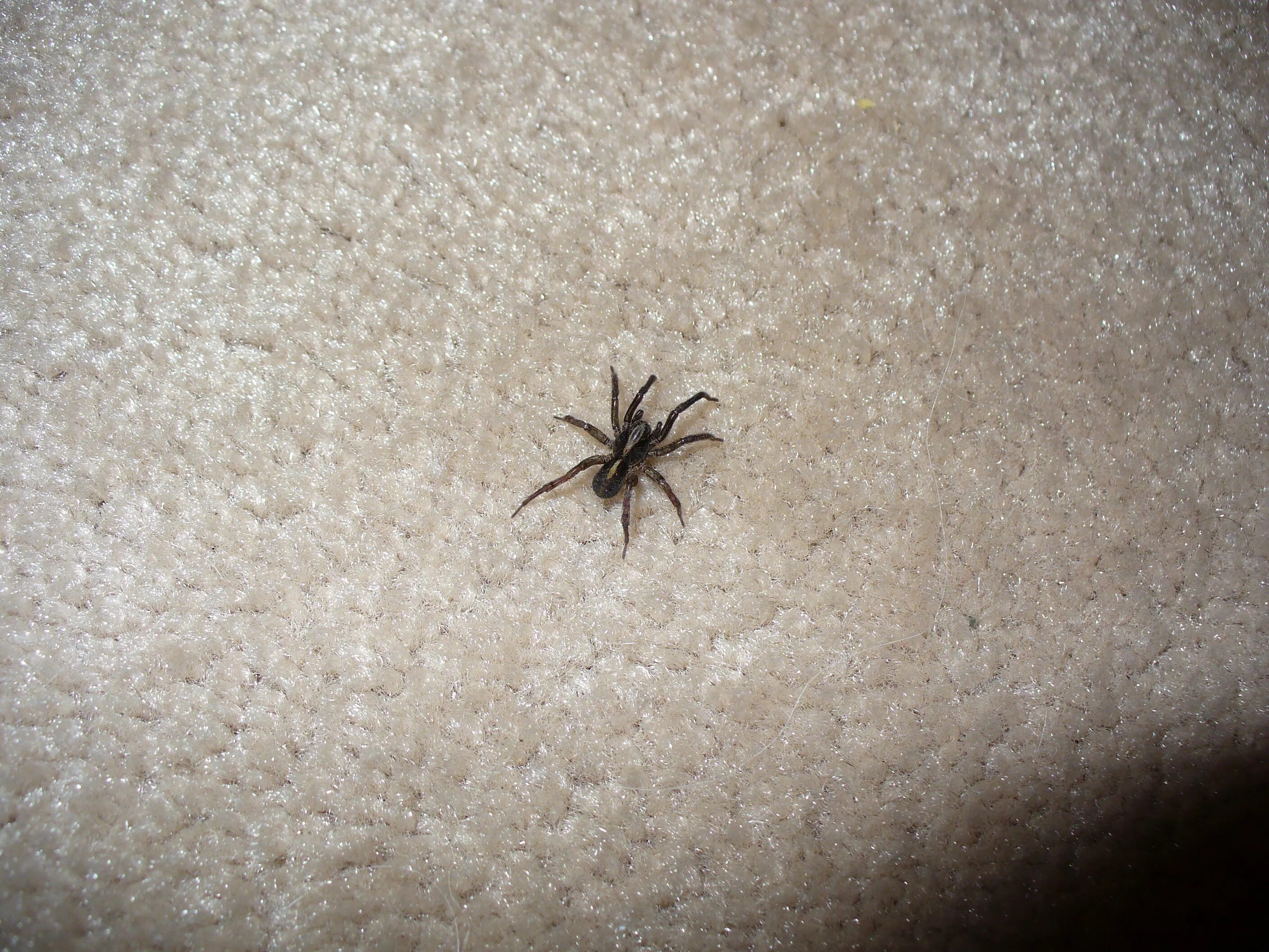 Квартирные пауки фото File:Blackspider.jpg - Wikipedia