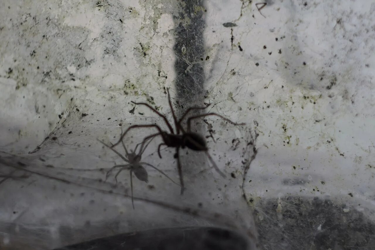 Квартирные пауки фото Spiders in the basement of the house - Steemit