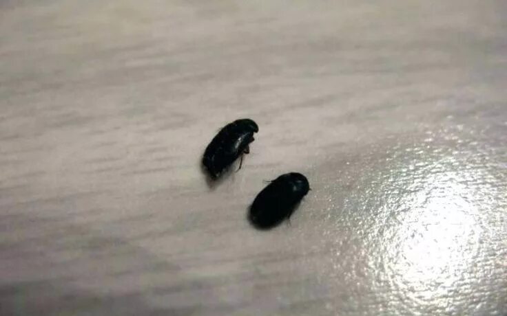 Квартирные жуки фото Little Black Bugs With Wings Small Flying Insects In House Little in Flying Inse