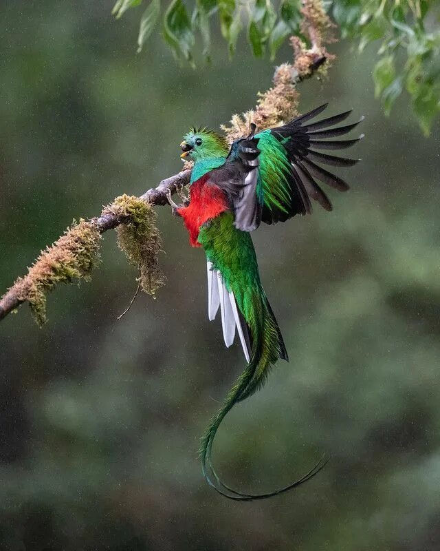 Квезаль птица фото Resplendent Quetzal Most beautiful birds, Quetzal, Beautiful birds