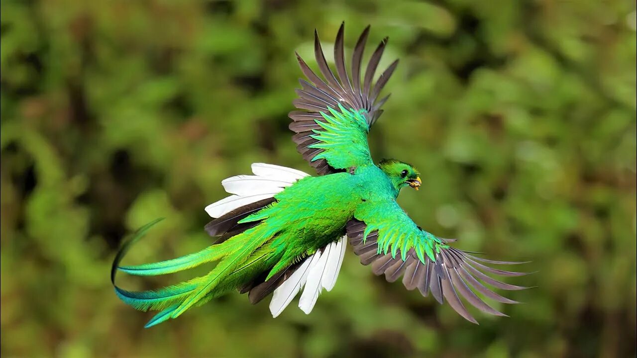 Квезаль птица фото 6 Most Beautiful Quetzals in the World - YouTube