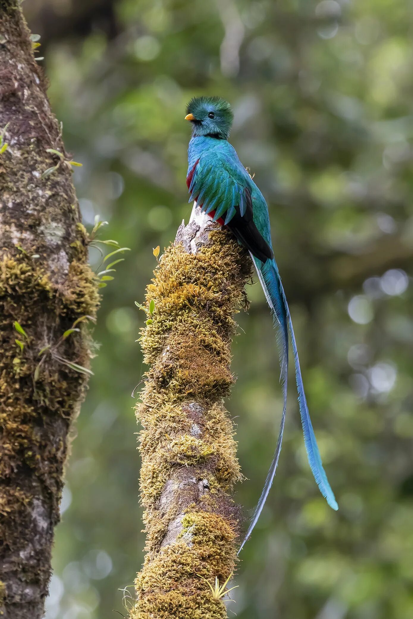 Квезаль птица фото Resplendent Quetzal. Фотограф Burgalin Sequeira Fernando