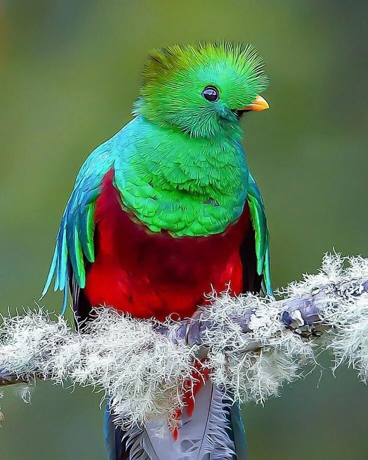 Квезаль птица фото Resplendent Quetzal (Male) 凤 尾 绿 咬 鹃(雄 性) 可 愛 い 鳥, 鳥, 可 愛 い