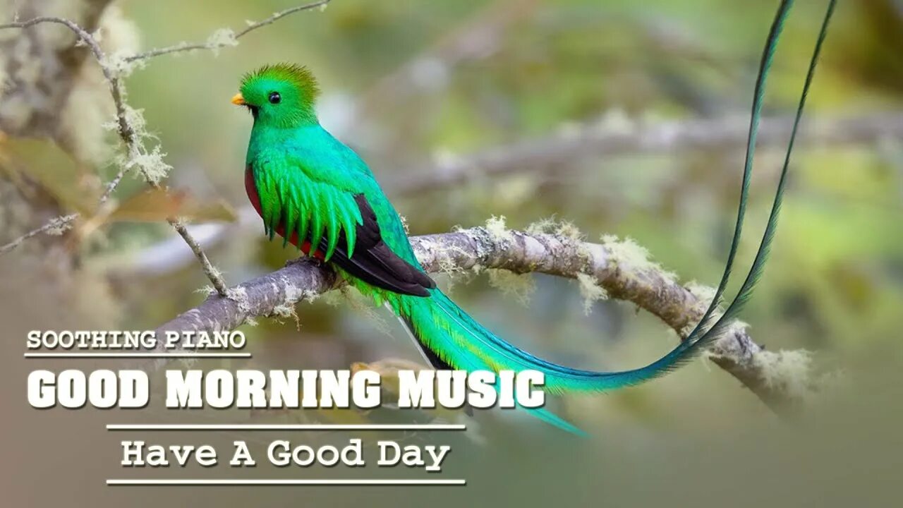 Квезаль птица фото Good Morning Music ❤ Best Relaxing Classical Piano Music Today, Sleep Meditation