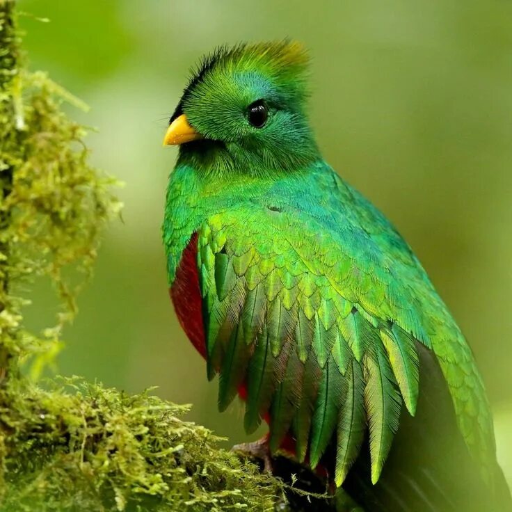 Квезаль птица фото Resplendent Quetzal for Saint Patricks Day #nature #Photography #Makeup #Quotes 