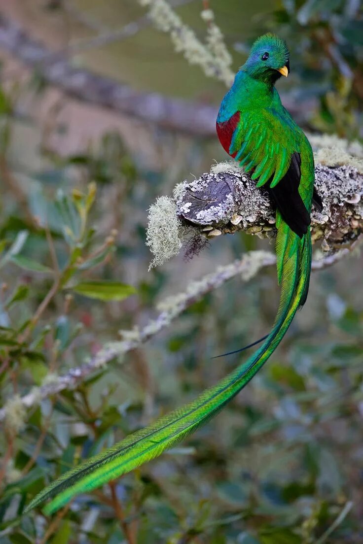 Квезаль птица фото Resplendent Quetzal - Imgur Beautiful birds, Most beautiful birds, Pet birds