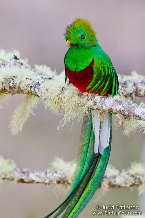 Квезаль птица фото Resplendent Quetzal Pet birds, Beautiful birds, Bird drawings