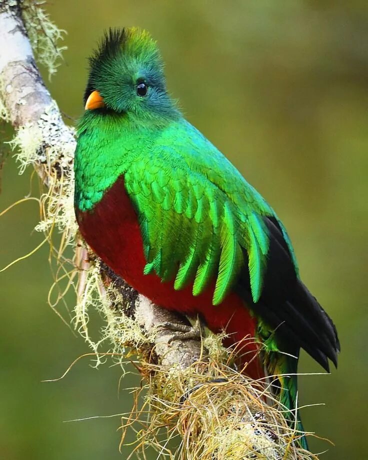 Квезаль птица фото john l crawley - BIRDS on Instagram: "A detailed photo of a Resplendent quetzal 