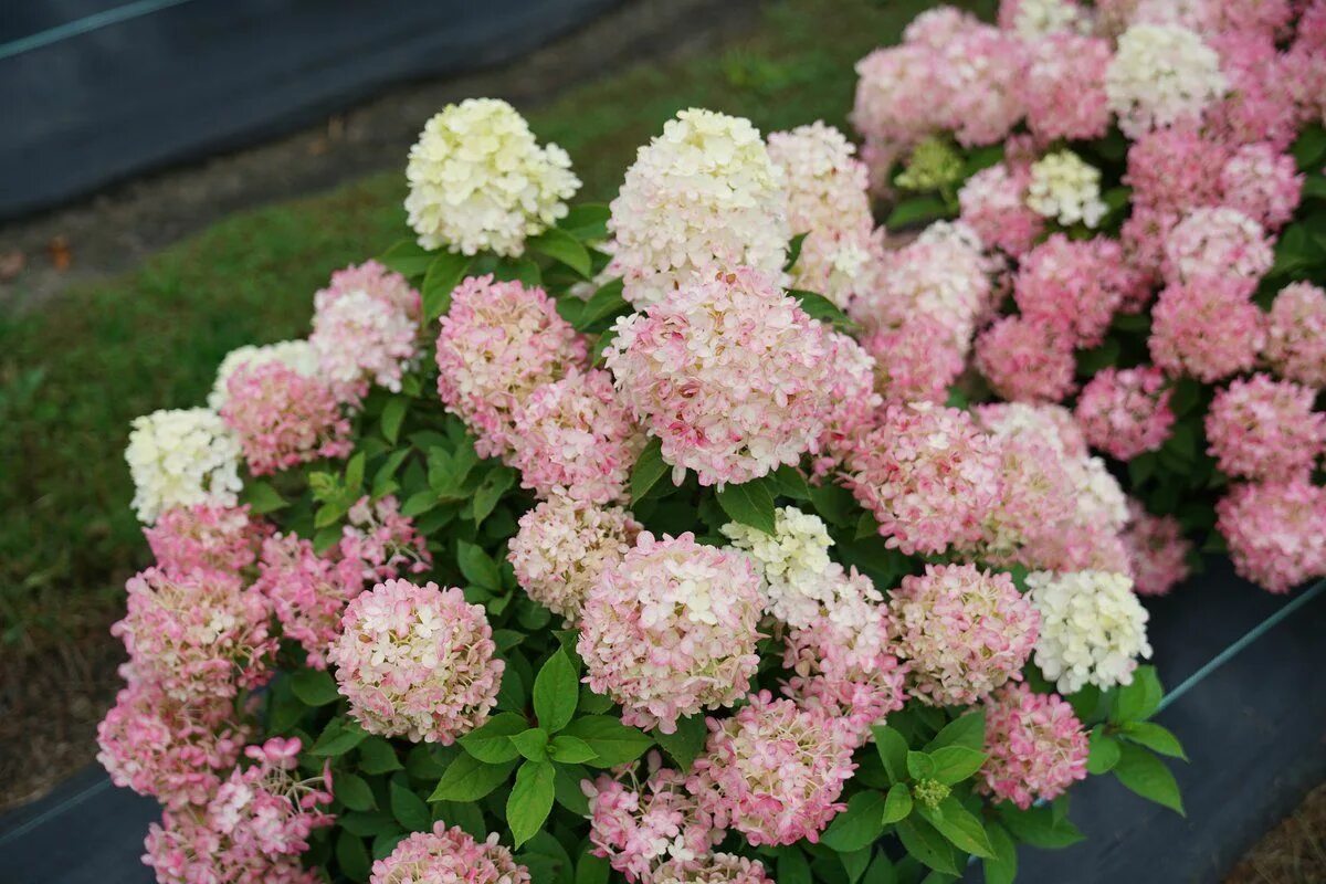 Квик фаер фаб гортензия фото Fire Light Tidbit ® Panicle Hydrangea (Paniculata) Panicle hydrangea, Hydrangea,