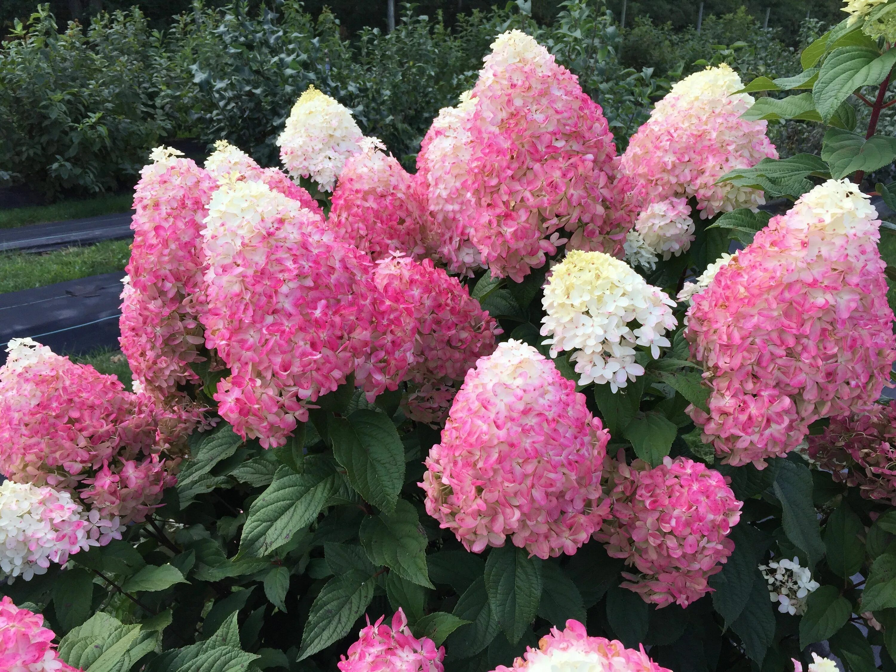 Квик фаер фаб гортензия фото Quick Fire Fab ™ Panicle Hydrangea (Paniculata) Growing hydrangeas, Hydrangea pa