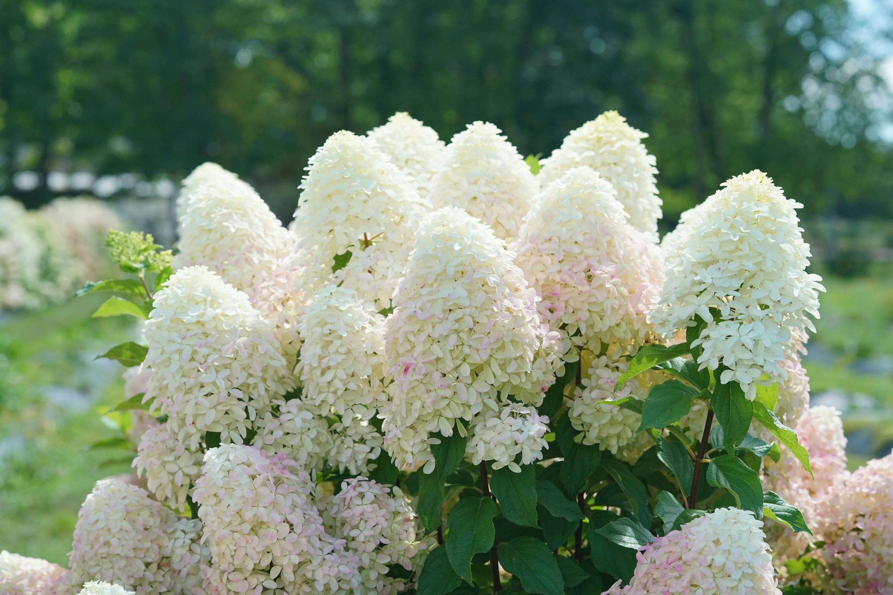 Квик фаер фаб гортензия фото Quick Fire Fab ™ Panicle Hydrangea (Paniculata) - 1 Gallon Hydrangea paniculata,