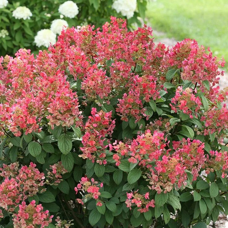 Квик фаер фаб гортензия фото Little Quick Fire ® Panicle Hydrangea For Sale Proven Winners Quick fire hydrang