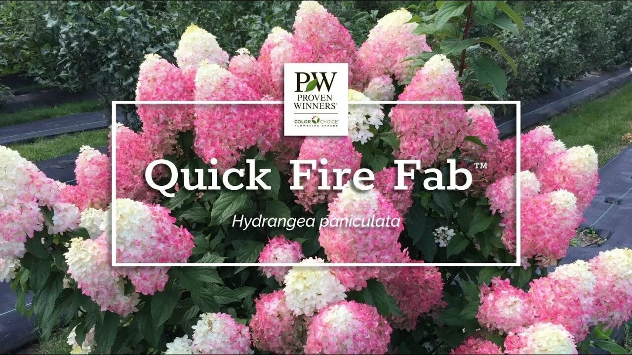 Квик фаер фаб гортензия фото Introducing Quick Fire Fab ™ - YouTube