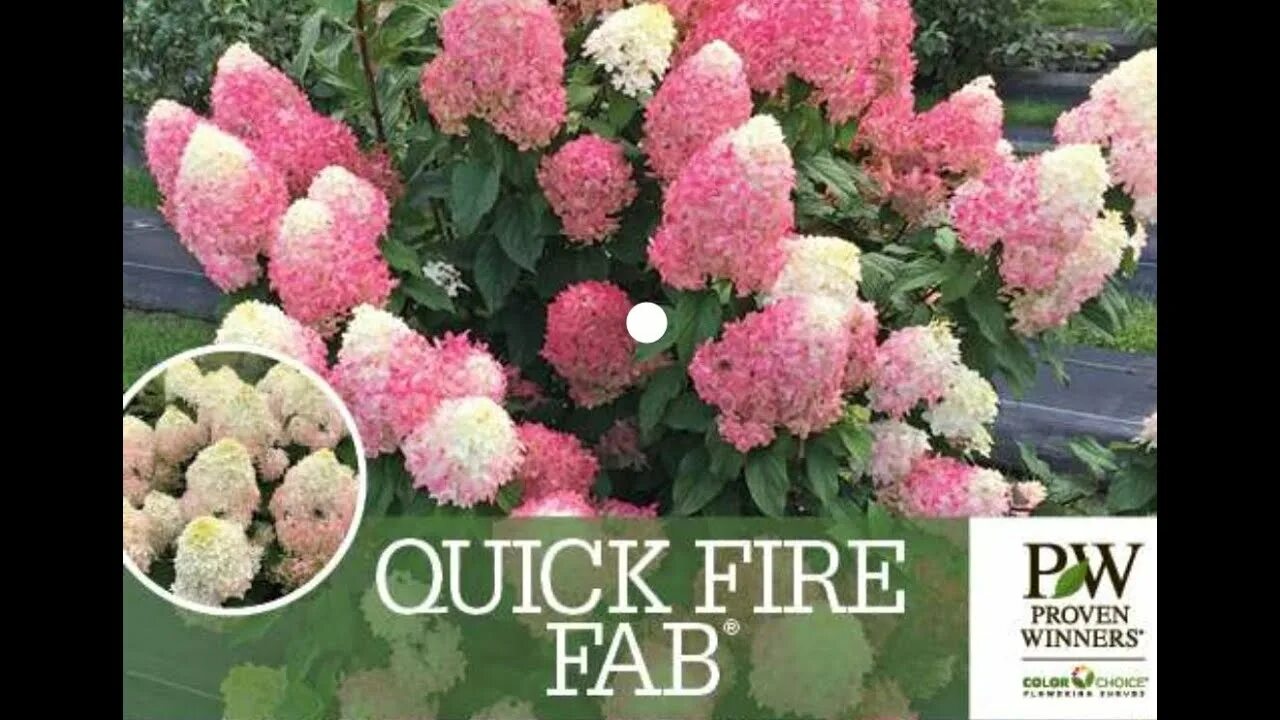 Квик фаер фаб гортензия фото Garden Tour - Proven Winners Quick Fire Fab Hydrangea update and more! - YouTube