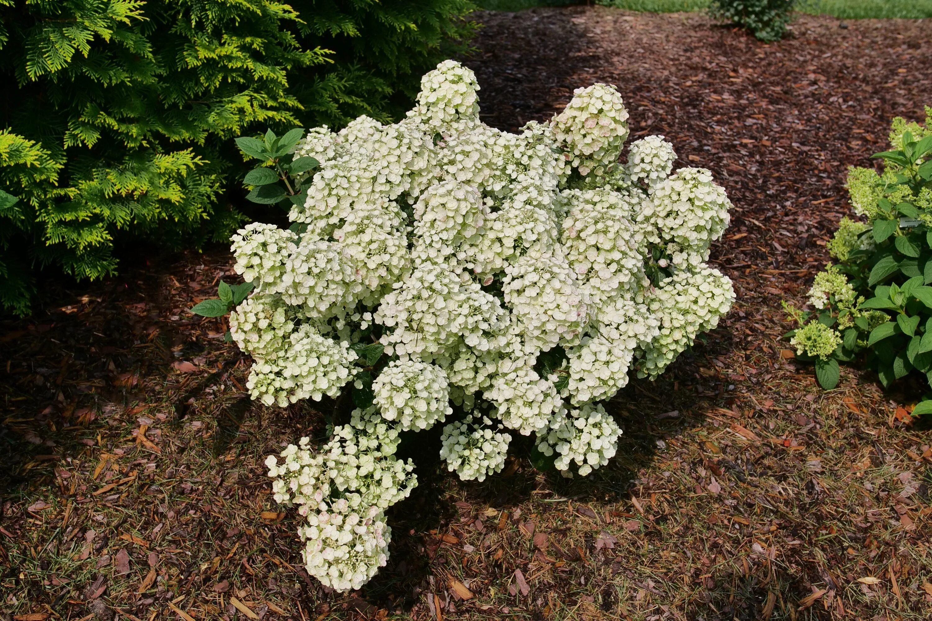 Квик фаер фаб гортензия фото Tiny Quick Fire ® - Panicle Hydrangea - Hydrangea paniculata Proven Winners