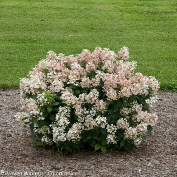 Квик фаер фаб гортензия фото hydrangea little quick fire - Google Search Quick fire hydrangea, Hydrangea, Pla