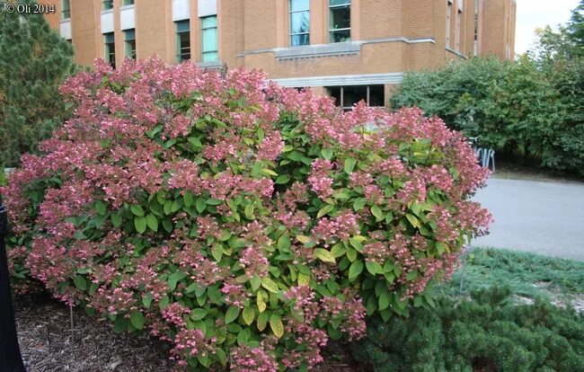 Квик фаер фаб гортензия описание фото метельчатая Hydrangea paniculata Little Quick Fire-Гортензия метельчатая Литл Квик Файер sad