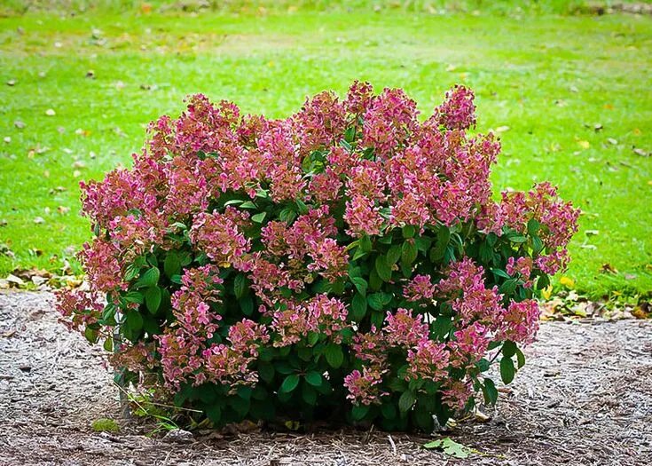 Квик фаер фаб гортензия описание фото метельчатая Hydrangea paniculata 'Little Quick Fire' Quick fire hydrangea, Front gardens, Fu