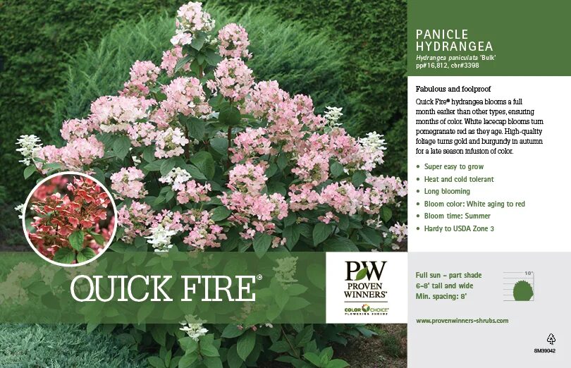 Квик фаер фаб гортензия описание фото метельчатая Quick Fire ® Hydrangea Benchcard - Spring Meadow Nursery