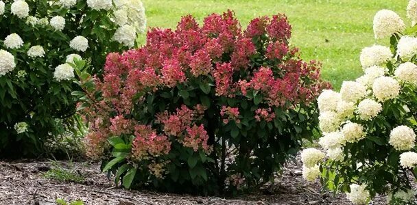 Квик фаер фаб гортензия описание фото метельчатая Little Quick Fire Hydrangea; little-quick-fire-hydrangea Little Quick Fire Hydra