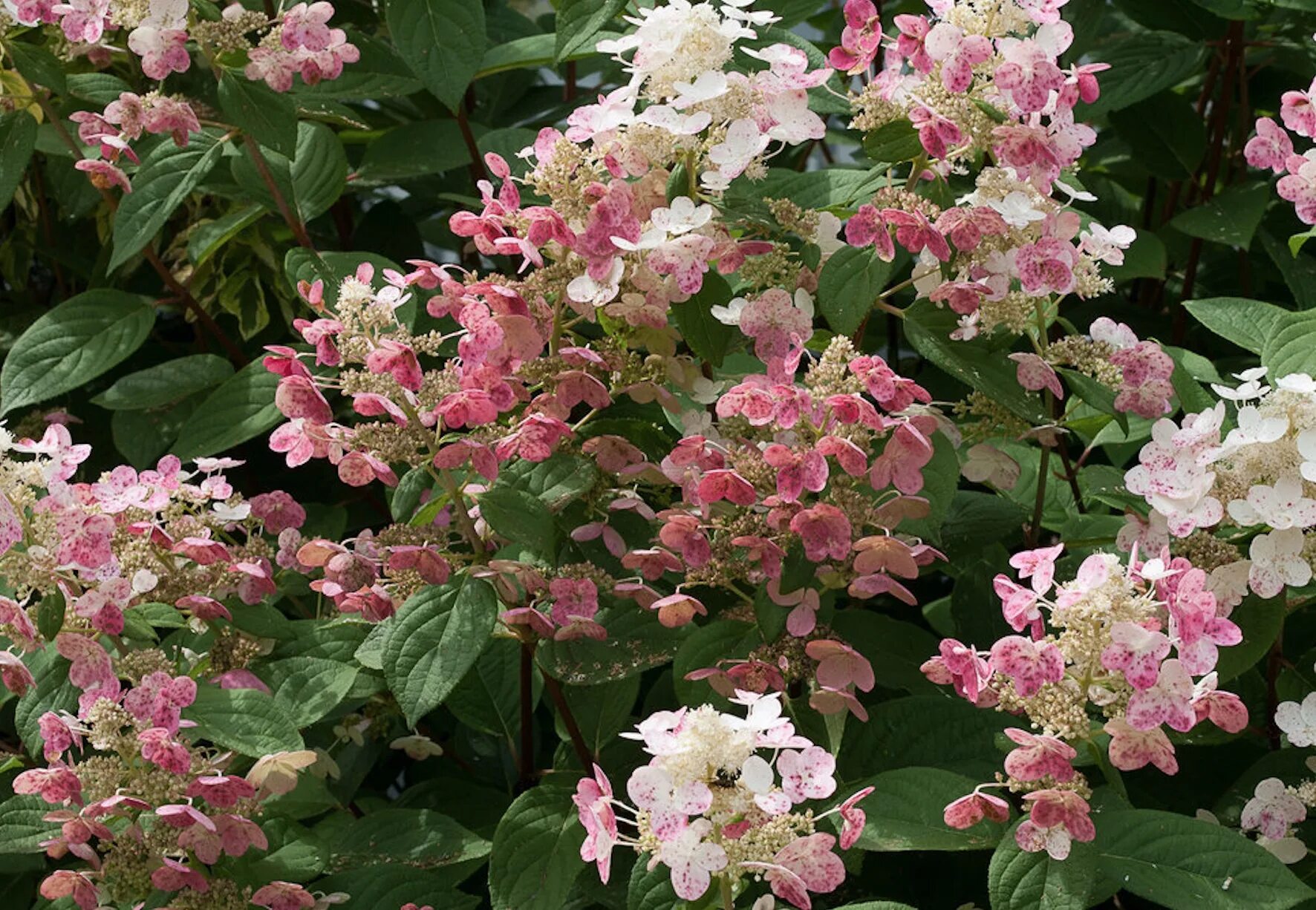 Квик файер гортензия метельчатая фото описание quick fire hydrangea cropped pw - Holeman Landscape