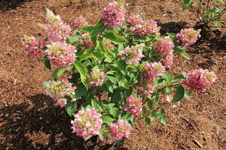 Квик файер гортензия метельчатая фото описание Quick Fire Hydrangea Quick fire hydrangea, Hydrangea, Planting flowers