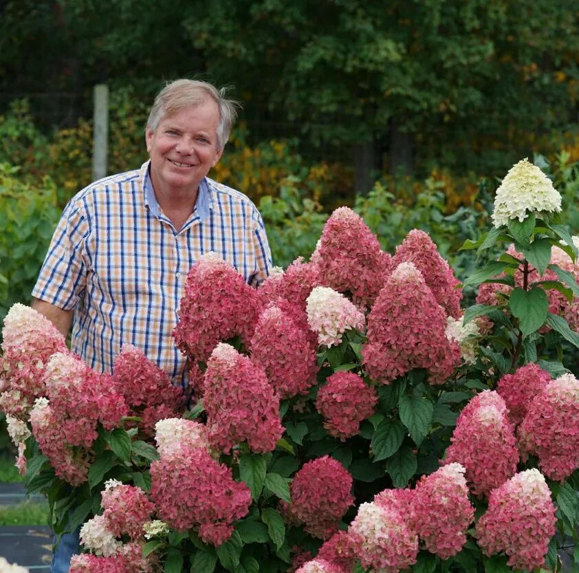 Квик файер гортензия метельчатая фото описание Гортензия метельчатая (Hydrangea paniculata Touch of pink C5). Остаток шт 8