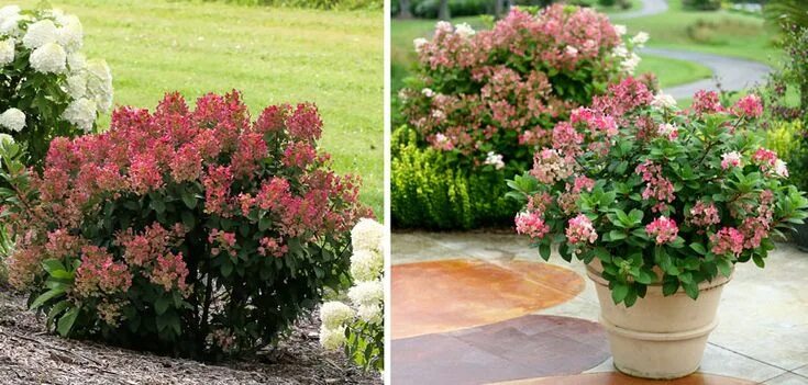 Квик файер гортензия метельчатая фото описание Garden nursery, Shrubs, Annual flowers