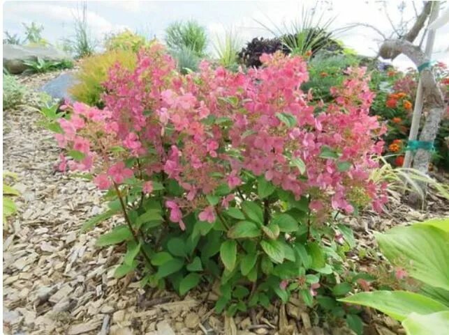 Квик файер гортензия метельчатая фото описание Little Quick Fire Hydrangea Pink-Red Flowers - PlantingTree Quick fire hydrangea