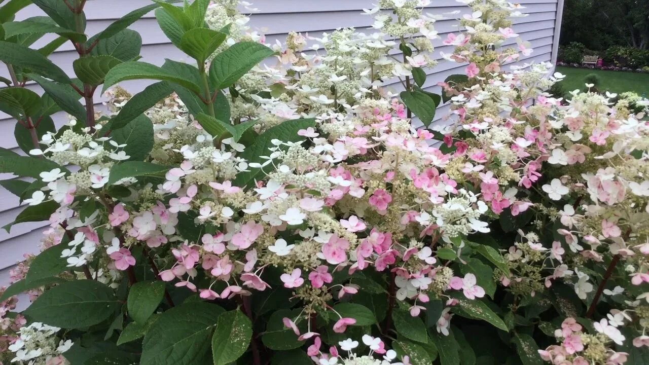 Квик файер гортензия метельчатая фото описание QUICK FIRE ® Hydrangea www.gardencrossings.com - YouTube