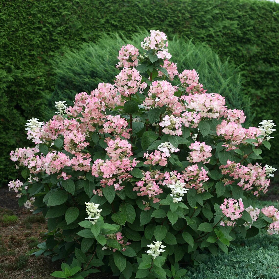 Квик файер гортензия метельчатая фото описание Quick Fire Hydrangea Spring Meadow - wholesale liners - Spring Meadow Nursery