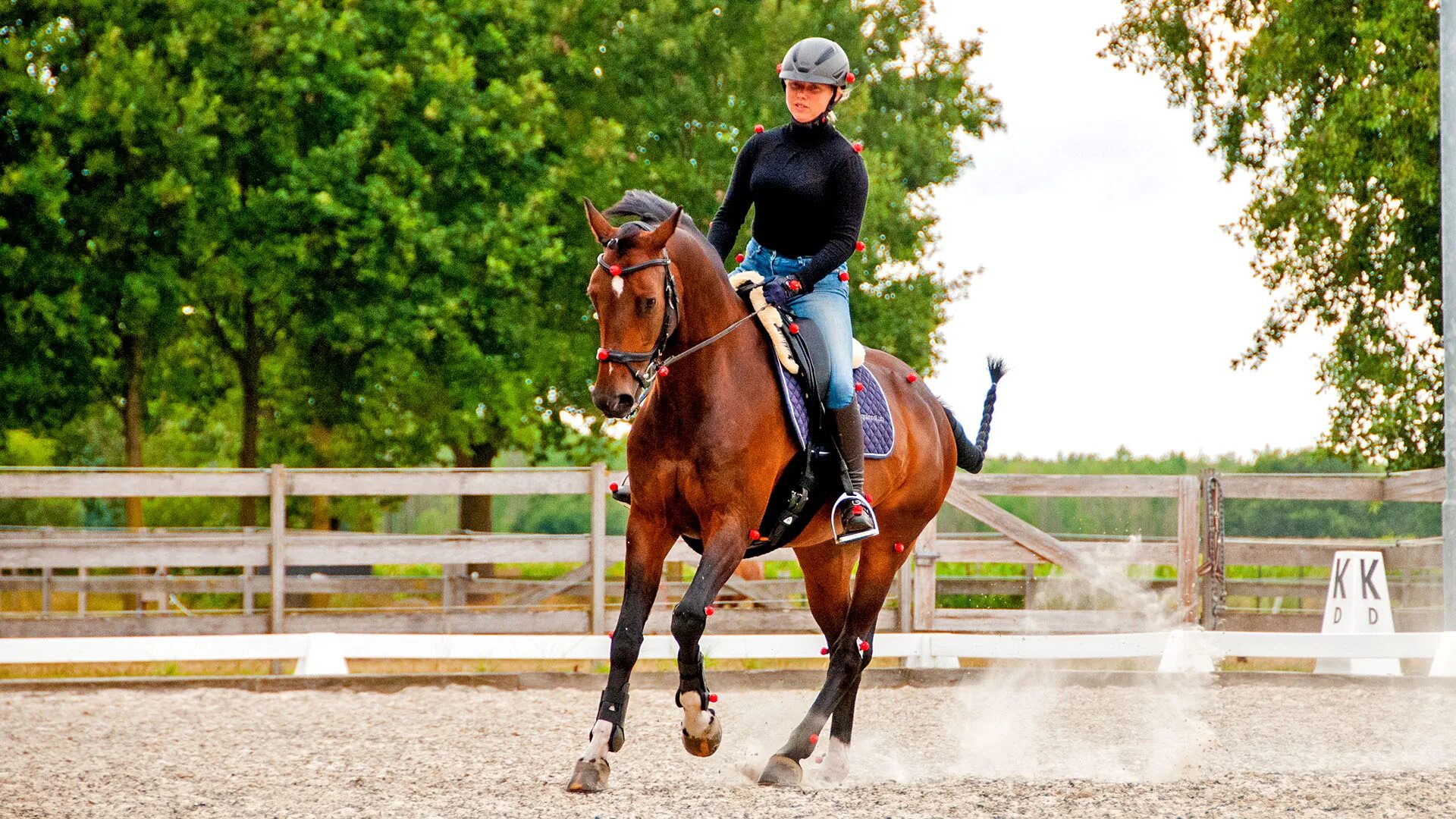 Квин хорс рабочий поселок ржавки 16а фото Rider horse - Riding horse - Wikipedia