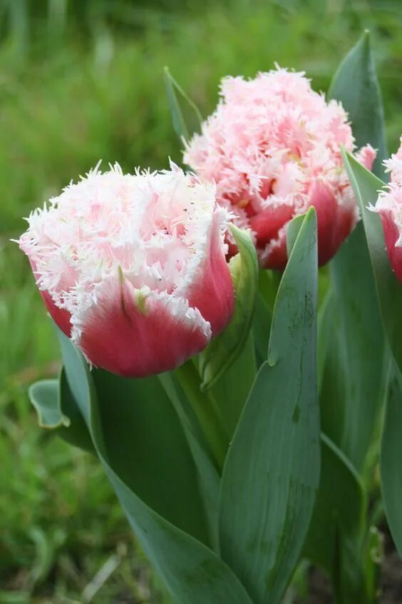 Квинсленд тюльпан фото Pin de Maria Regina Chinelato em mreginafloresexoticas Orquídeas, Tulipas, Flore