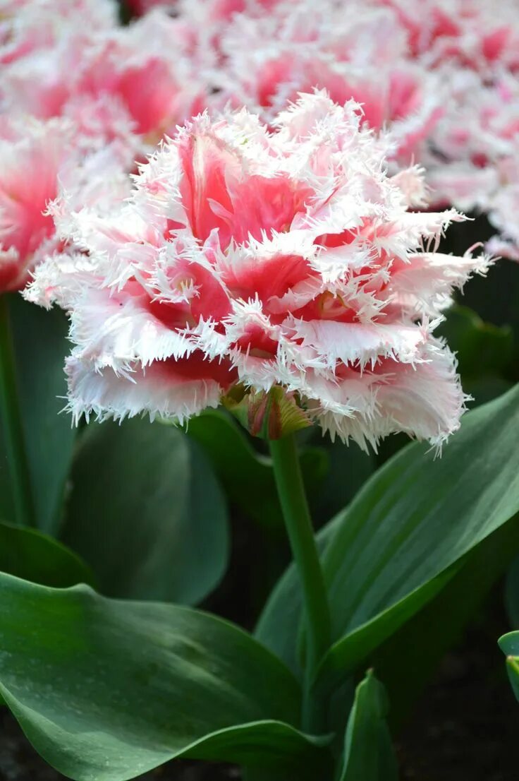 Квинсленд тюльпан фото Tulip Queensland Tulips, Bulb flowers, Types of tulips