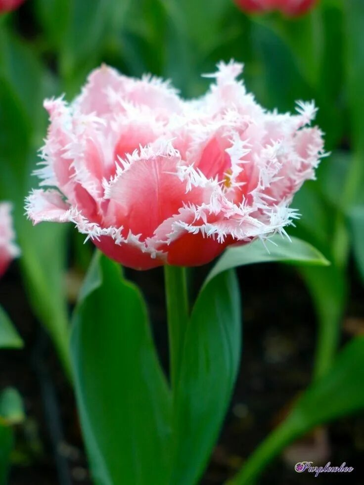 Квинсленд тюльпан фото Pin by Вера Родиненко on Тюльпаны Flower garden, Tulips, Flowers