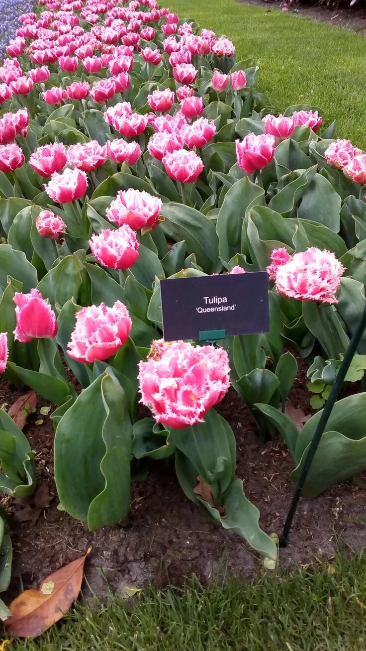 Квинсленд тюльпан фото at Keukenhof the Queensland Tulip Flower garden, Beautiful flowers, Tulips